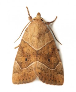 Moth Removal Bradnop