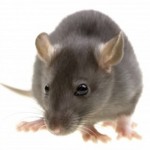 Rat Control Burslem