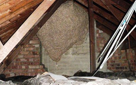 giant wasp nest found in pub