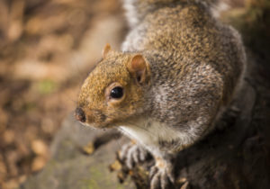 Squirrel Control Smallthorne