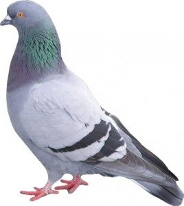 pigeon Control Scholar Green
