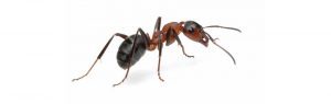 Ant Control Bucknall