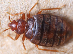 Bed bug Control Butterton