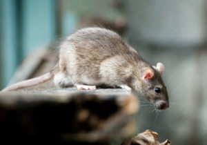 rodent control Stoke on trent