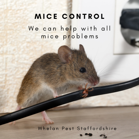 Mice Control Staffordshire