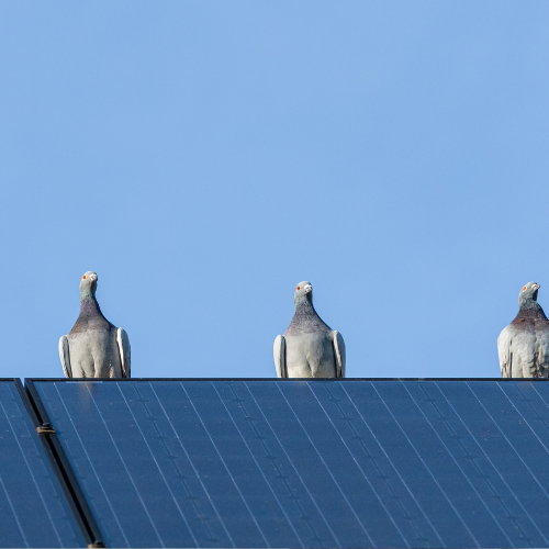Pigeon Proofing Solar Panels in Church Leigh