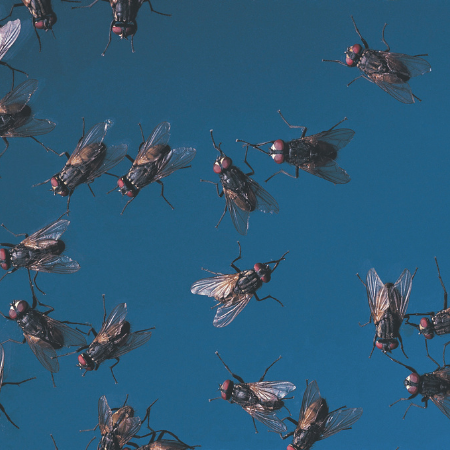 Cluster flies Birchall